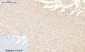GSK3β (phospho Ser9) Polyclonal Antibody